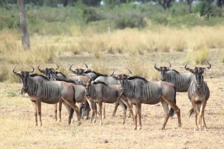 Selous-Game-Reserve-3